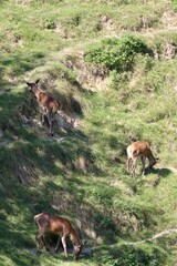 deer grazing in a meadow