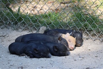 tiny pigs cuddling close together