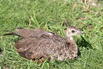 peacock in the grass
