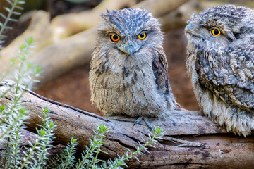 Beautiful Tawny Frogmouth Bird with large yellow eyes standing on branch Sydney NSW Australia