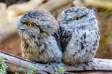 Beautiful Tawny Frogmouth Bird with large yellow eyes standing on branch Sydney NSW Australia