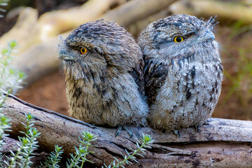 Beautiful Tawny Frogmouth Bird with large yellow eyes standing on branch Sydney NSW Australia