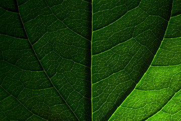 Fototapeta na wymiar Dark green natural background. Jasmine leaf close-up with clear texture and shadows.