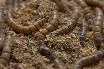 Brown worms in sawdust. Wood-eaters larvae as food for spiders.