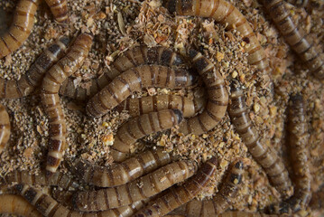 Brown worms in sawdust. Wood-eaters larvae as food for spiders.