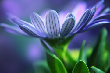 Close up of blue African daisy (Osteospermum)