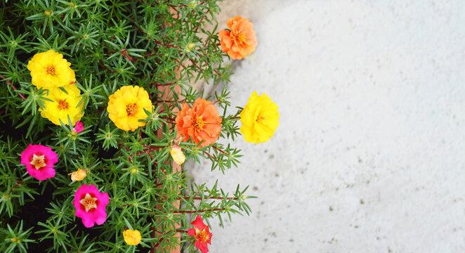 Vietnam rose plant deals