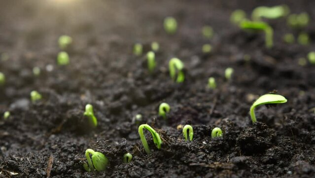 Growing plants in timelapse, Sprouts Germination newborn seeds, Growing food in nature