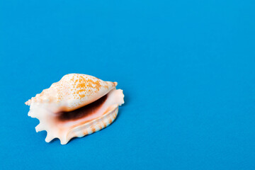 Obraz na płótnie Canvas Beach seashells on colored background. Mock up with copy space