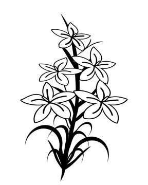 Vector black contour of lily flowers isolated on a white background.