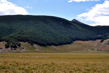 fattoria di montagna con pecore 