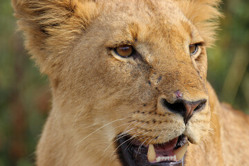 Lioness in Kruger National Park, South Africa