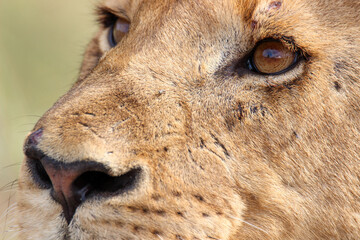 Lioness in Kruger National Park, South Africa