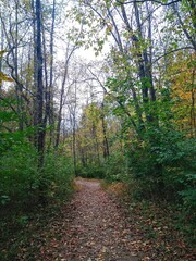 Fototapeta premium Leaf-Strewn Autumn Forest Path