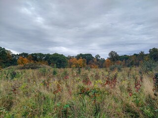 Autumn Park Wheat Field and Red Plants Under Bright Cloudscape