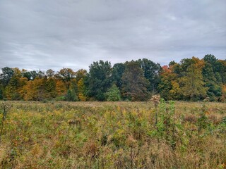 Overcast Cloudscape Over Autumn Park Wheat Field and Colorful Trees