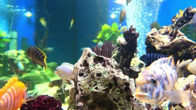 Colourful aquarium with multi coloured fresh water tropical fish with air bubbles and lovely green plants 