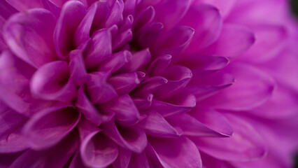 Close-up of a bright purple,violet,lilac dahlia bloom (formal decorative type) against a background...