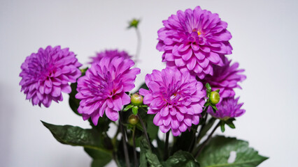 Close-up of a bright purple,violet,lilac dahlia bloom (formal decorative type) against a background of other dahlias and foliage,beautiful flowers,close-up,selective focus, copy space.