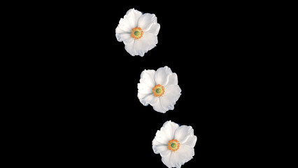 Animation flying of realistic flowers buds on black background. Seamless animation of colorful flower motion graphic with flower background pattern texture