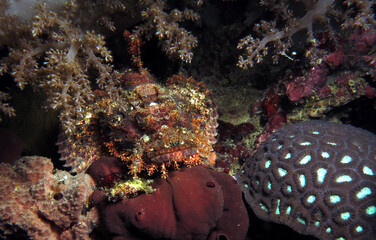 Fototapeta premium A Bearded scorpionfish camouflaged amongst corals Cebu Philippines 