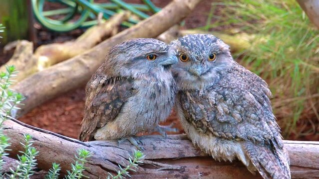 Beautiful Tawny Frogmouth Bird with large yellow eyes standing on branch Sydney NSW Australia