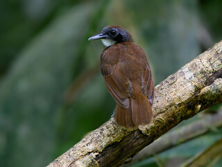 Bicolored Antbird sitting on tree branch on green background