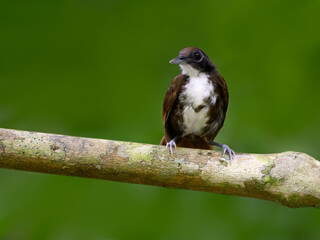 Bicolored Antbird sitting on tree branch on green background