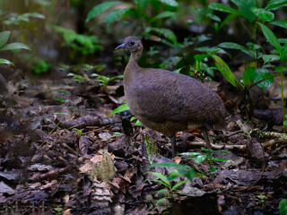 Great Tinamou on the rainforest floor