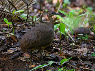Great Tinamou on the rainforest floor