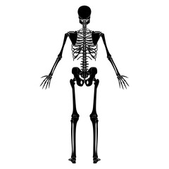 Skeleton Human silhouette body bones - hands, legs, chests, vertebra, pelvis, Thighs back Posterior dorsal view flat black color concept Vector illustration of anatomy isolated on white background