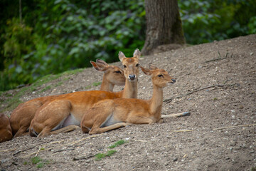 Close-up of three female beautiful Axis porcinus (deer) in the zoo