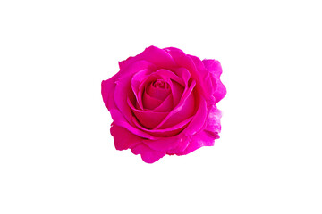 Fototapeta na wymiar Bright magenta rose flower isolated on white.