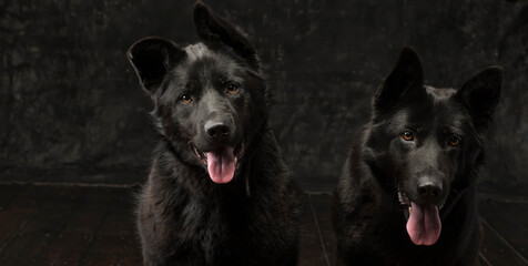 Portrait of two German shepherds of mom and son on a dark background isolated