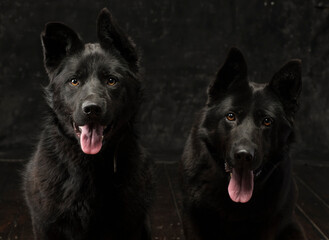 Portrait of two German shepherds of mom and son on a dark background isolated