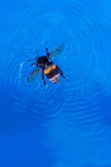 Bumblebee in blue water. Big bumblebee swims in the pool, top view. Bright summer photo