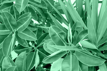 Fototapeta na wymiar Ficus plant growing outdoors. Photo in mint colors