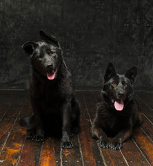 Portrait of two German shepherds of mom and son on a dark background isolated