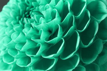 Beautiful dahlia flower, closeup. Photo in mint colors