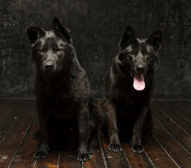 Portrait of two German shepherds of mom and son on a dark background isolated