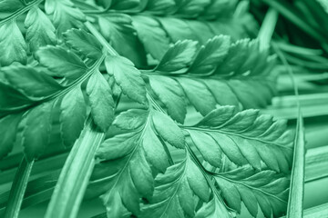 Naklejka na ściany i meble Fresh tropical fern leaves, closeup. Photo in mint colors