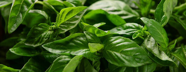 Fresh green basil leaves, closeup