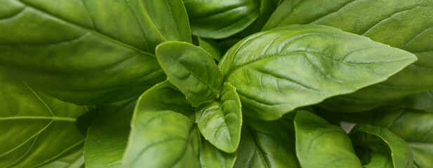 Fototapeta na wymiar Fresh basil leaves as background, closeup