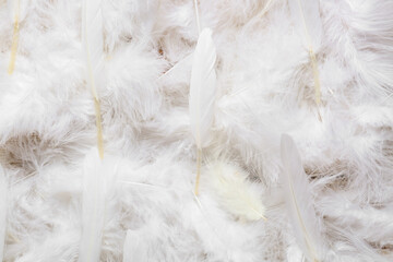 Beautiful white feathers as background