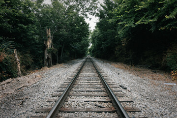 Fototapeta premium railway in the woods