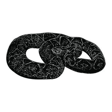 yarara snake hand drawing vector illustration isolated on background