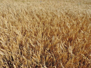Field of wheat close up texture dry