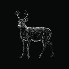 Key Deer hand drawing vector illustration isolated on black background