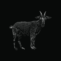 Nigerian Goat hand drawing vector illustration isolated on black background