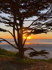 Fototapeta na wymiar Sunset through the trees in Carmel